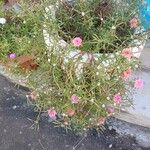 Portulaca pilosa फूल