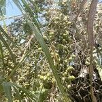 Copernicia alba Fruto