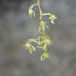 Angraecopsis elliptica 花