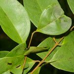 Eugenia oerstediana Leaf