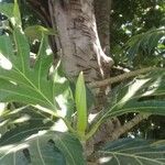 Artocarpus altilis ഇല