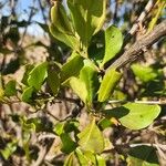 Euclea divinorum Leaf