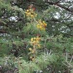 Acacia nilotica Цвят