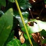 Polypodium vulgare 樹皮