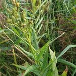 Sonchus palustris Leaf