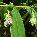 Pternandra echinata Flower