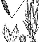 Phleum arenarium Ostatní