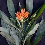 Aphelandra chamissoniana Λουλούδι