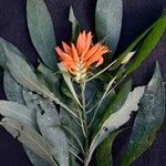 Aphelandra chamissoniana Çiçek