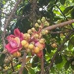 Couroupita guianensis Квітка