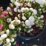 Gaultheria mucronata Fruit