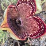 Edithcolea grandisFlower