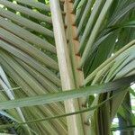 Archontophoenix alexandrae Leaf