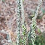 Sporobolus indicus Flower