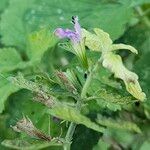 Ballota nigra Floare