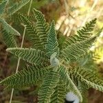 Chamaebatiaria millefolium Leaf