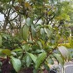 Salix fargesii ഇല