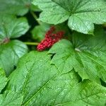 Oplopanax horridus Leaf