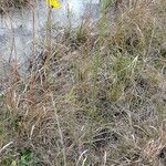 Helenium pinnatifidum Other