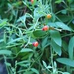 Chenopodium nutans Ffrwyth