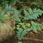 Selaginella willdenowii Хабит