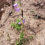 Campanula bononiensis Flower