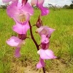 Eulophia cucullata Flor