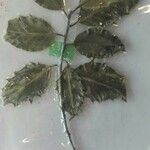 Ilex aquifoliumBlad