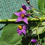 Solanum dulcamara ফুল