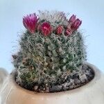 Mammillaria hahniana Fulla