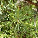 Juniperus oxycedrus Folla