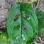 Monstera adansonii Leaf
