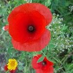 Papaver argemoneBlomst