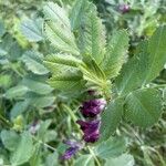 Vicia narbonensis Leaf