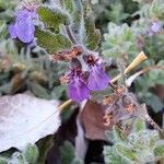 Teucrium scordium 花