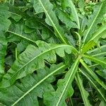 Sonchus fruticosus Hoja