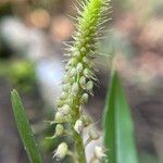 Polystachya stuhlmannii Flower