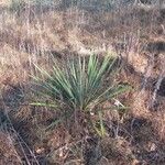 Yucca arkansana Hábito