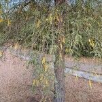 Prosopis cineraria Flower