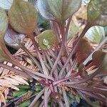 Claytonia rubra Leaf