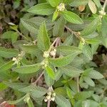 Lippia origanoides Лист