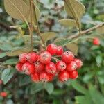 Cotoneaster franchetii ফল