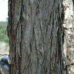 Acacia koaia 樹皮