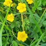 Potentilla reptans ശീലം