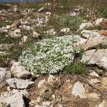 Arenaria tetraquetra Tervik taim