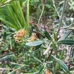Grevillea olivacea Flor