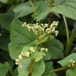 Fagopyrum tataricum ফুল
