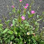 Oenothera rosea Buveinė