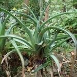 Aloe aldabrensis Хабит