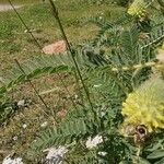 Astragalus alopecurus Blatt